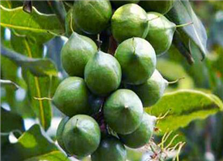 Macadamia Nut Oil